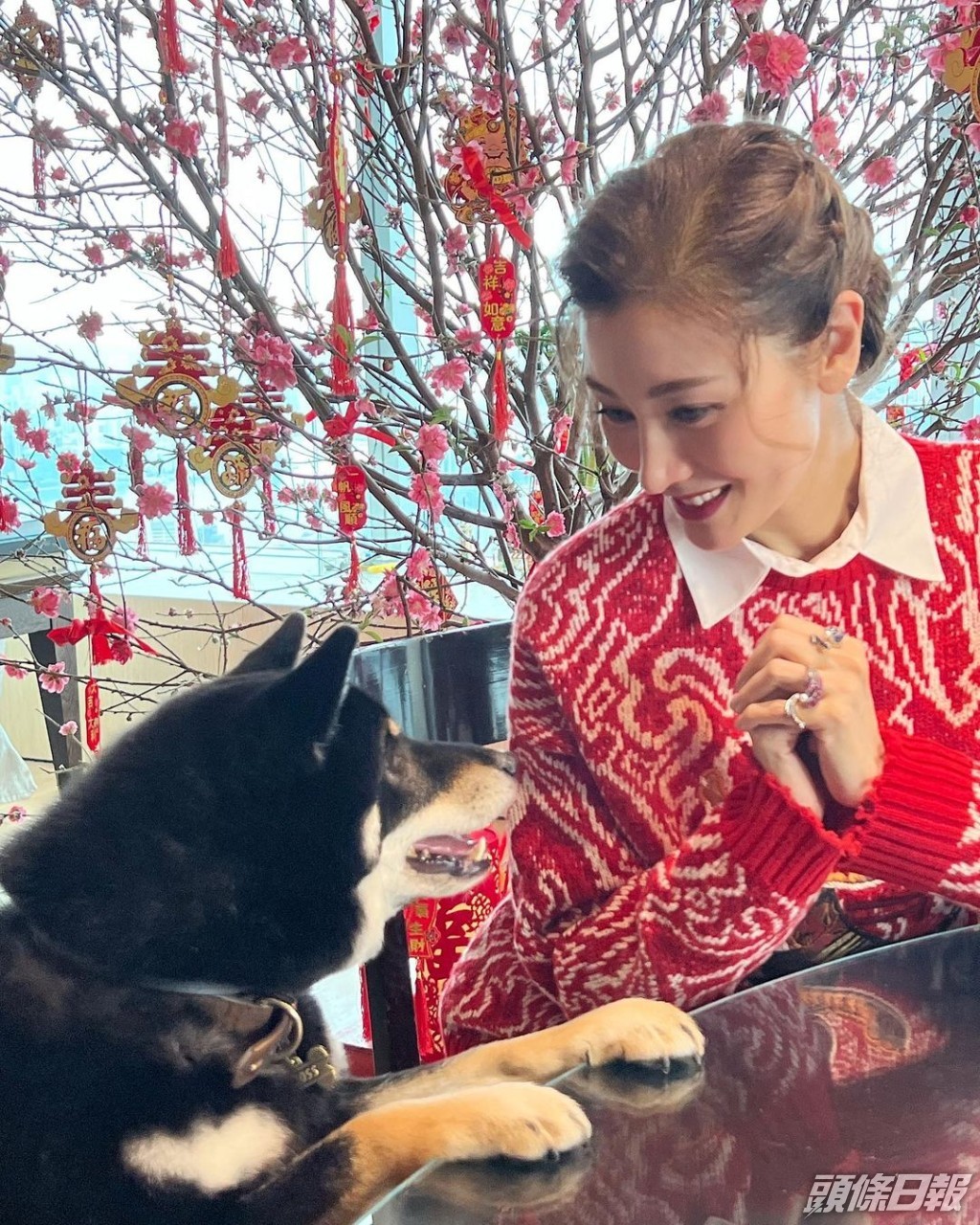 狗狗都好可愛。